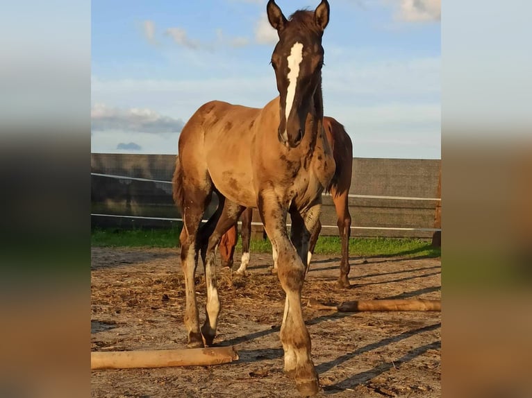 Zangersheider Mix Stallion Foal (05/2024) 17 hh Black in Karmin