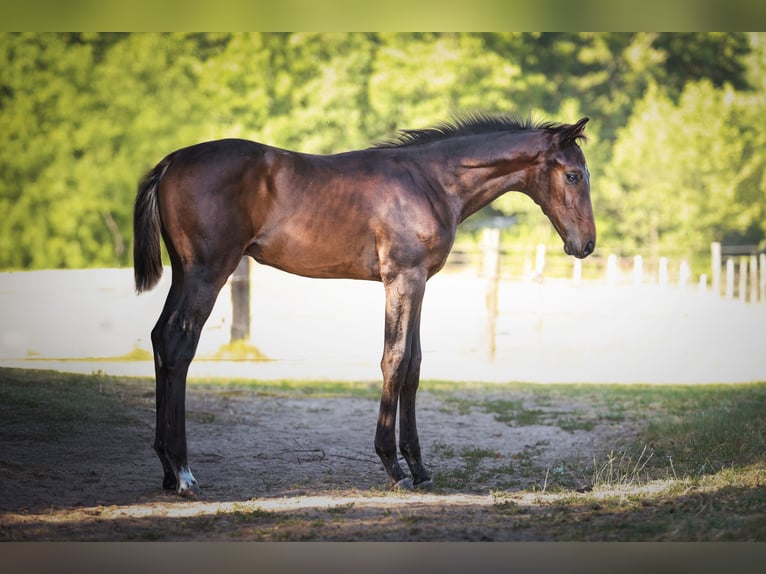 Zangersheider Stallion  Bay-Dark in Putte