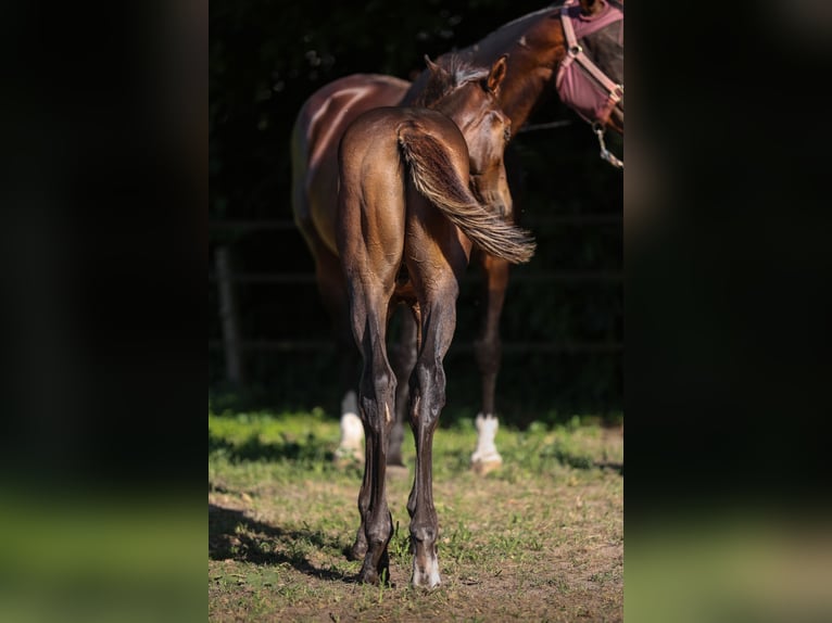 Zangersheider Stallion  Bay-Dark in Putte