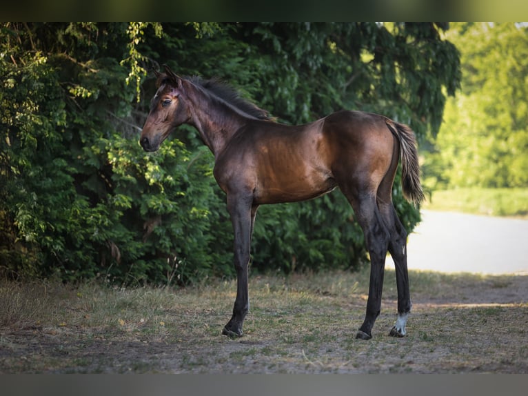 Zangersheider Stallion  Bay-Dark in Putte
