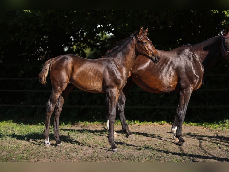 Zangersheider Stallion  Bay-Dark in Putte