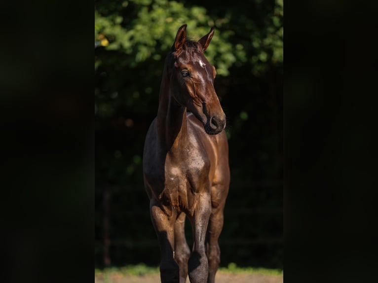 Zangersheider Stallion  Bay-Dark in Putte