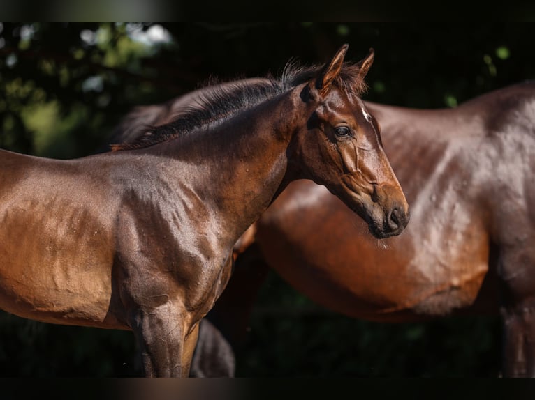 Zangersheider Stallion  Bay-Dark in Putte