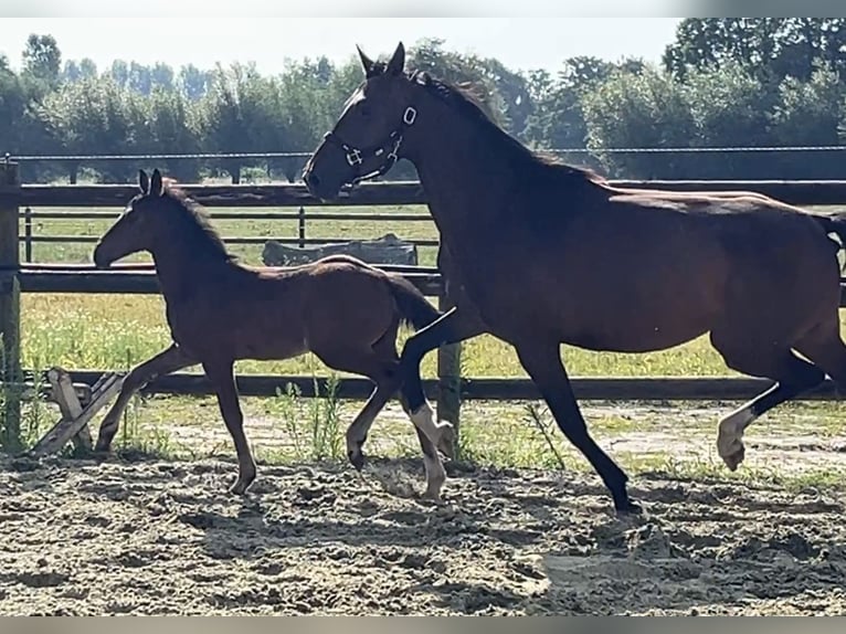 Zangersheider Stallion Foal (05/2025) Bay-Dark in Kevelaer
