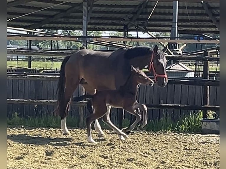 Zangersheider Stallion Foal (05/2025) Bay-Dark in Kevelaer