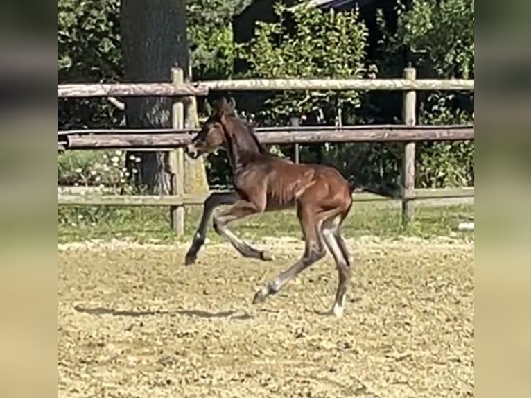 Zangersheider Stallion Foal (05/2025) Bay-Dark in Kevelaer