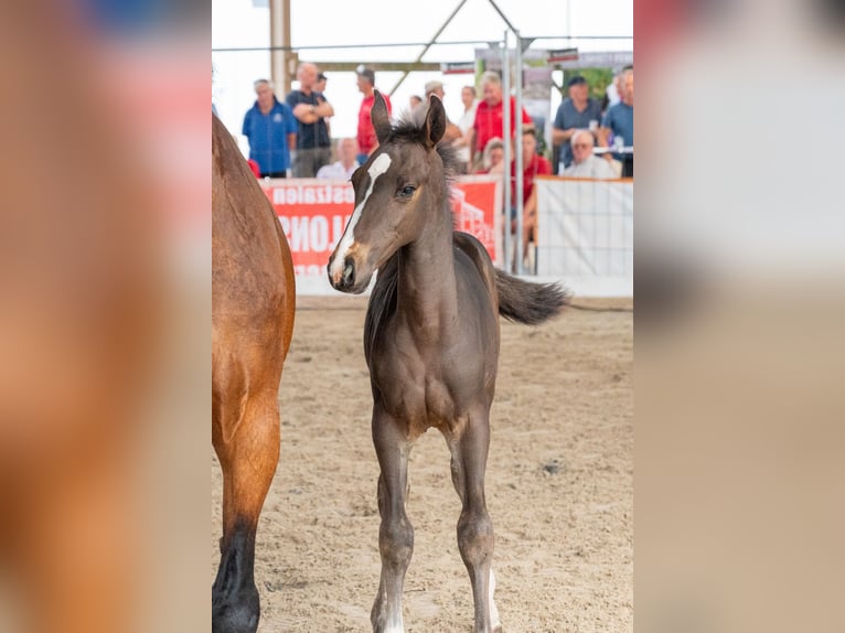 Zangersheider Stallion Foal (04/2026) Bay-Dark in Kaulille