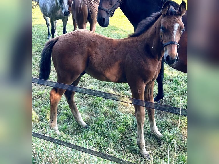 Zangersheider Stallion Foal (05/2025) Bay-Dark in Lemele