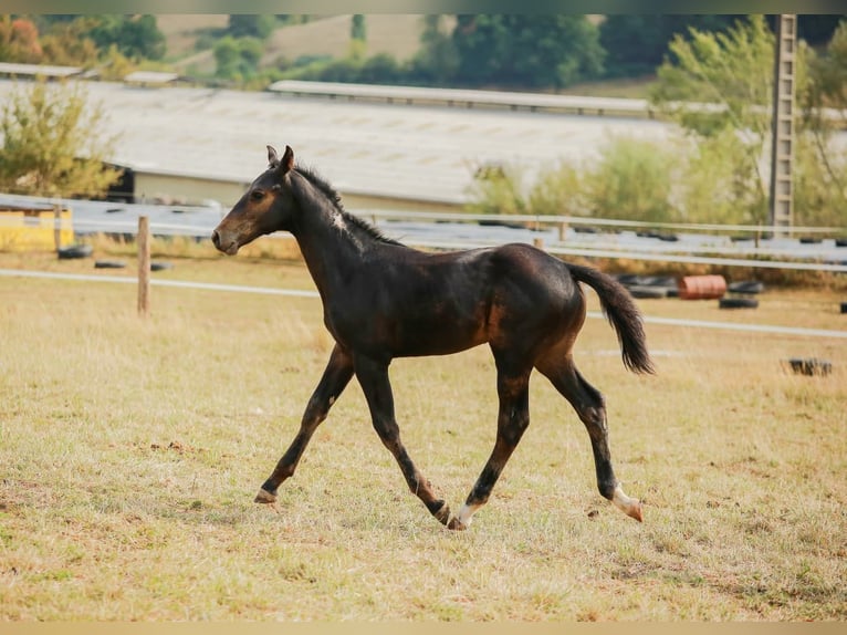 Zangersheider Stallion Foal (05/2025) Bay-Dark in Saligny-Sur_roudon