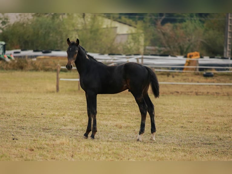 Zangersheider Stallion Foal (05/2025) Bay-Dark in Saligny-Sur_roudon