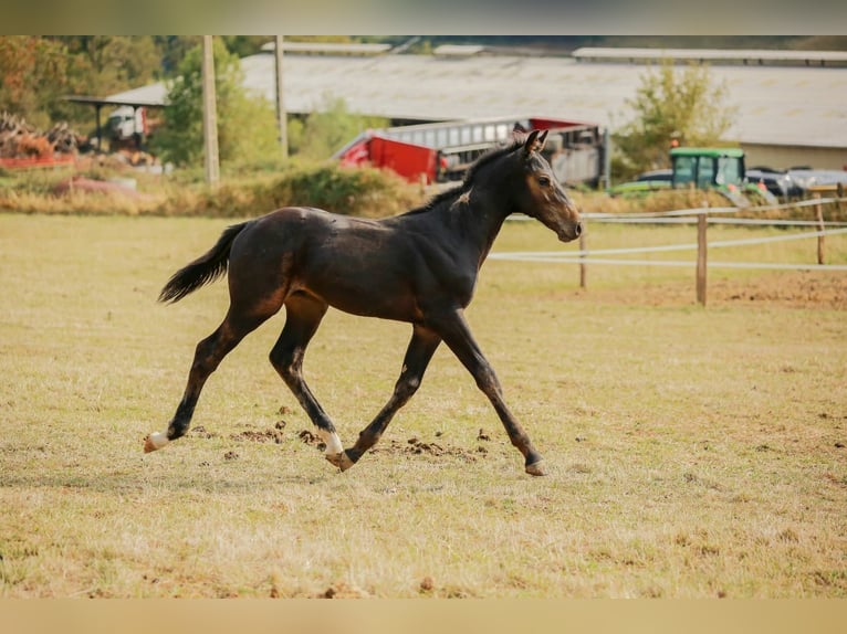 Zangersheider Stallion Foal (05/2025) Bay-Dark in Saligny-Sur_roudon