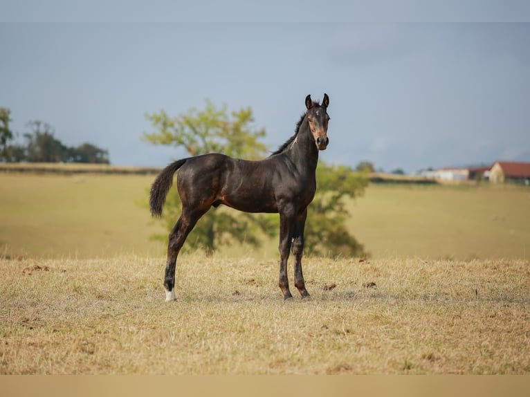 Zangersheider Stallion Foal (05/2025) Bay-Dark in Saligny-Sur_roudon