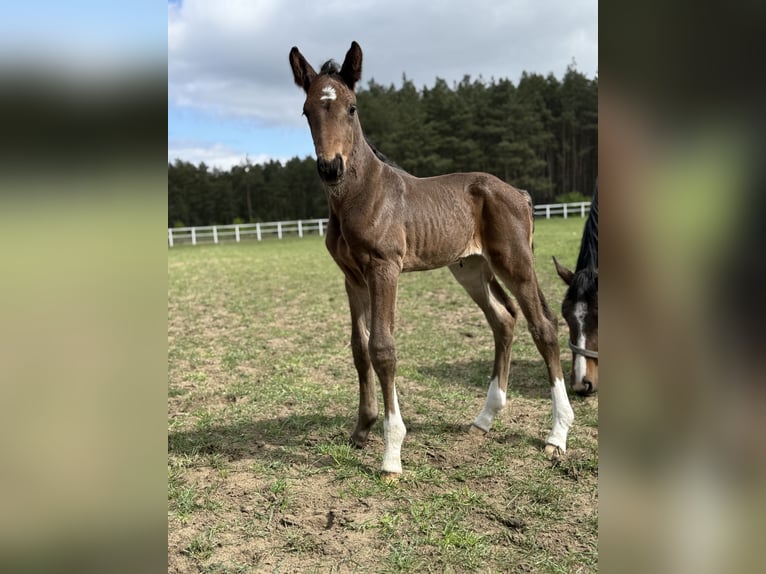 Zangersheider Stallion Foal (05/2025) Bay-Dark in Zosinki