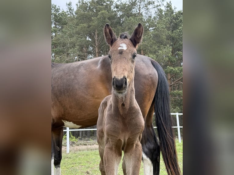Zangersheider Stallion Foal (05/2025) Bay-Dark in Zosinki