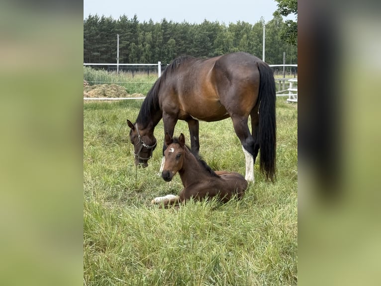 Zangersheider Stallion Foal (05/2025) Bay-Dark in Zosinki