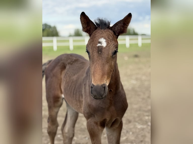 Zangersheider Stallion Foal (05/2025) Bay-Dark in Zosinki