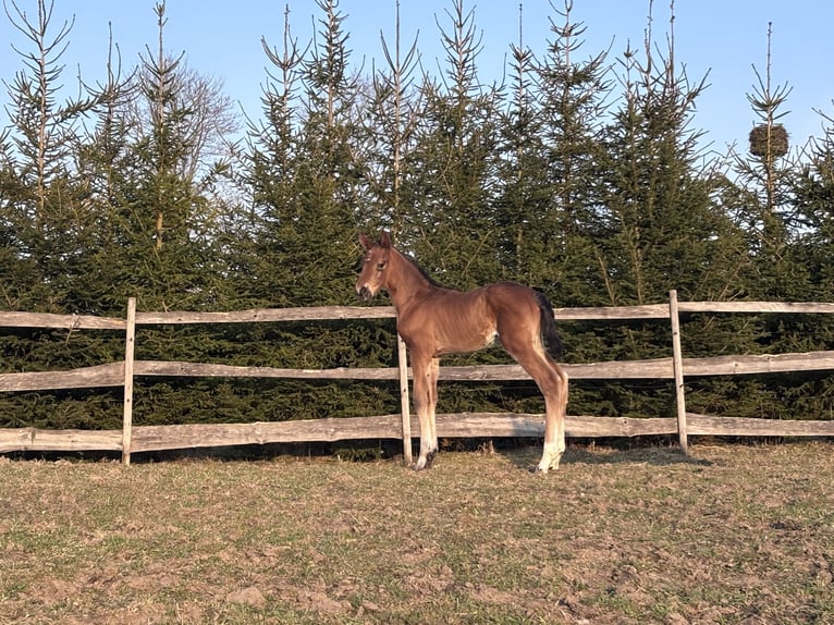 Zangersheider Stallion Foal (03/2026) Bay in Punia