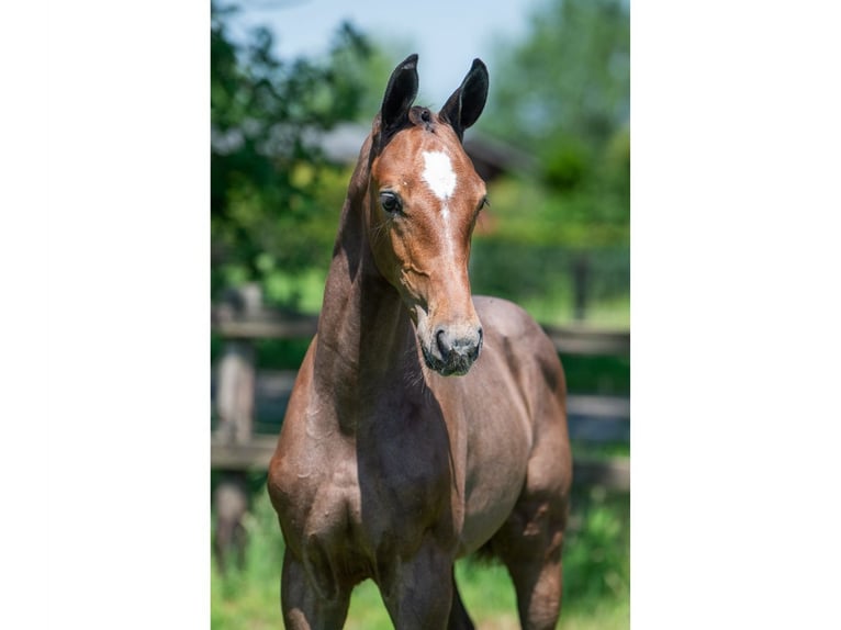 Zangersheider Stallion Foal (04/2026) Bay in Heerde