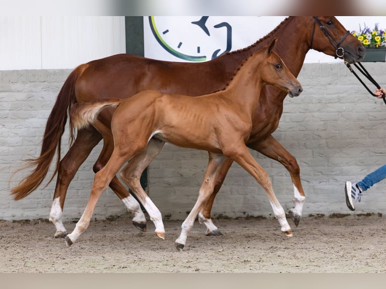 Zangersheider Stallion Foal (04/2026) Bay in Heerde