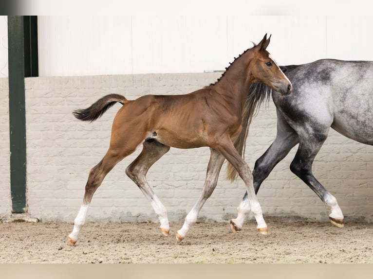 Zangersheider Stallion  Bay in Heerde