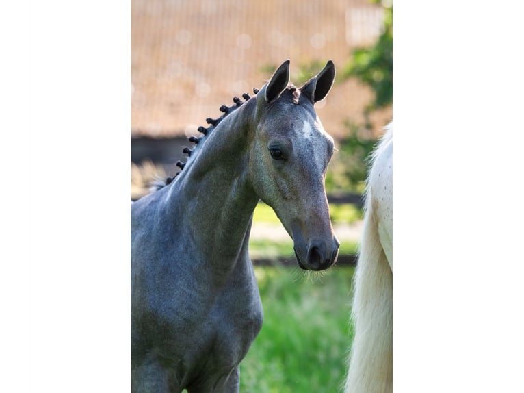 Zangersheider Stallion Foal (03/2026) Bay in Heerde