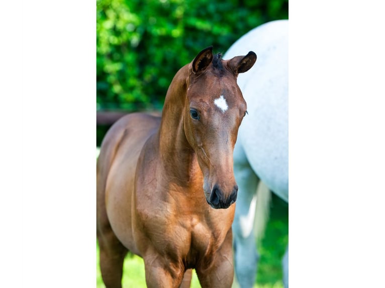 Zangersheider Stallion Foal (03/2026) Bay in Heerde