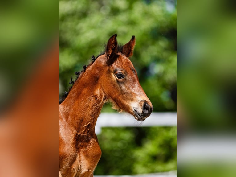 Zangersheider Stallion Foal (05/2026) Bay in Swiekatowo