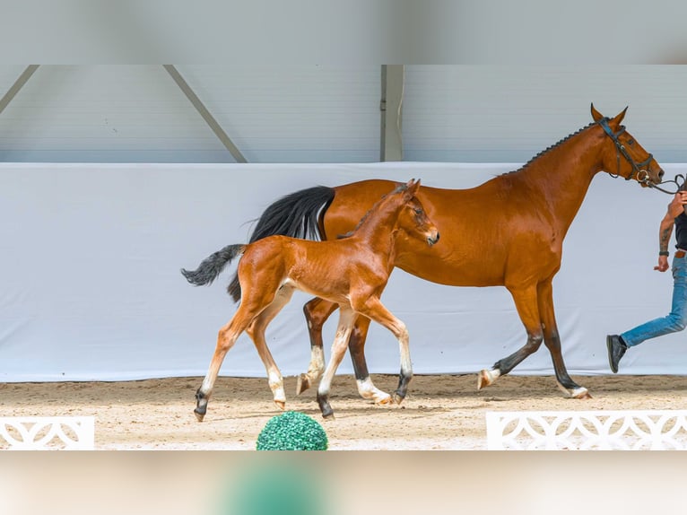 Zangersheider Stallion Foal (05/2026) Bay in Swiekatowo