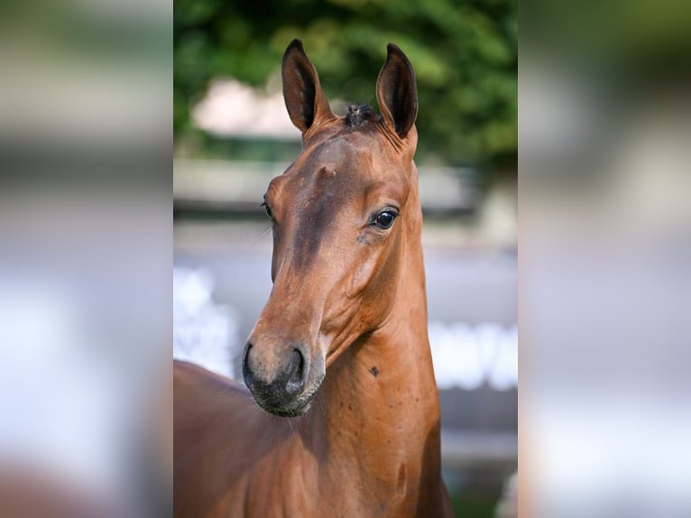 Zangersheider Stallion Foal (03/2025) Bay in Wolvertem