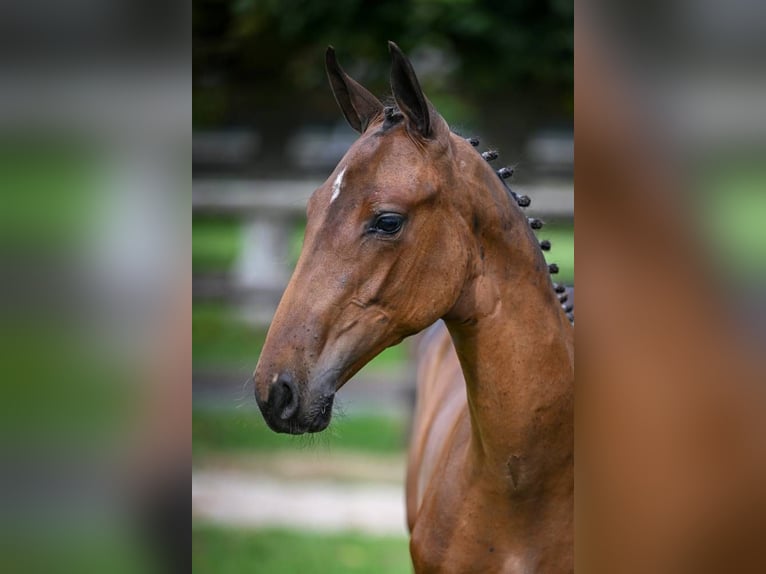 Zangersheider Stallion Foal (03/2025) Bay in Wolvertem