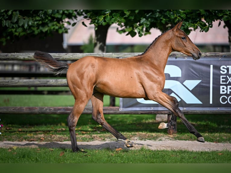 Zangersheider Stallion Foal (03/2025) Bay in Wolvertem