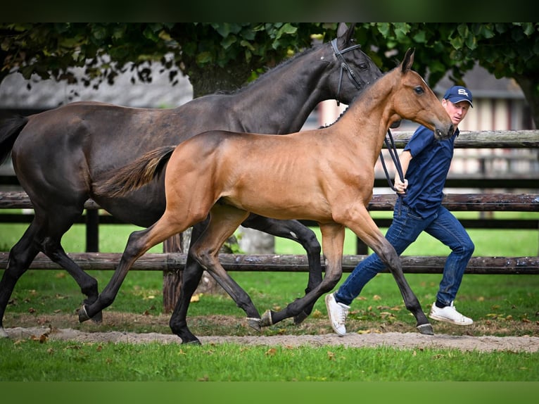 Zangersheider Stallion Foal (03/2025) Bay in Wolvertem