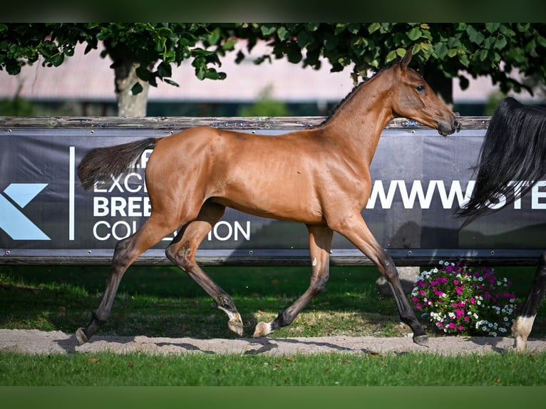 Zangersheider Stallion Foal (03/2025) Bay in Wolvertem