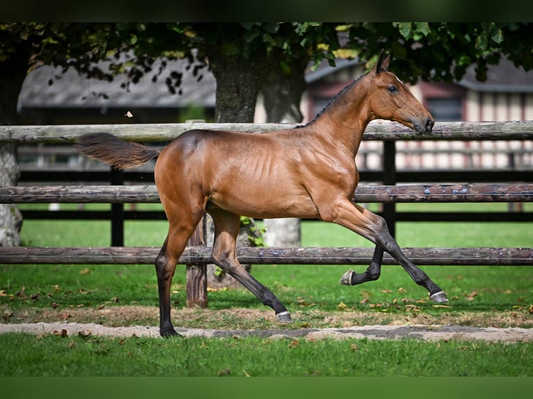 Zangersheider Stallion Foal (03/2025) Bay in Wolvertem