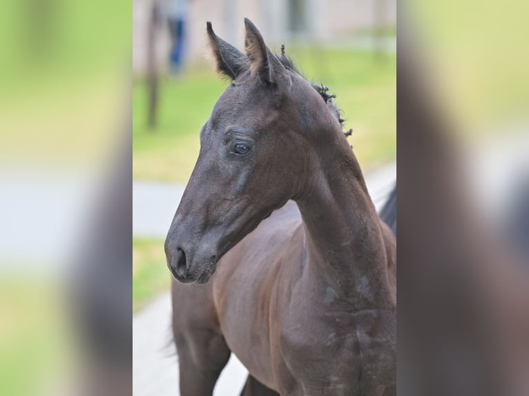 Zangersheider Stallion Foal (07/2025) Black in Zelle