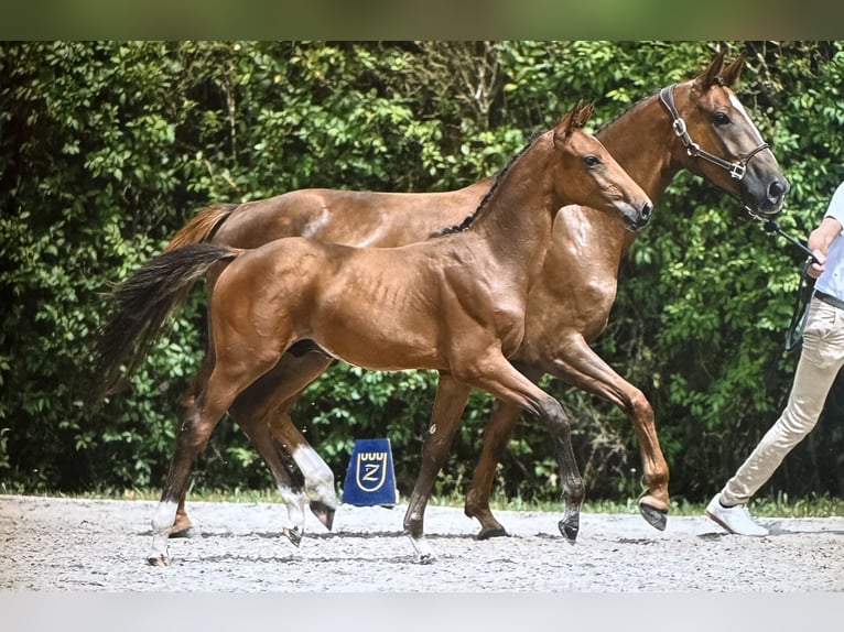 Zangersheider Stallion Foal (04/2025) Brown-Light in Zedelgem