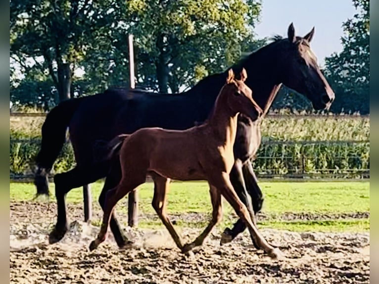 Zangersheider Stallion Foal (07/2024) Brown in Albergen