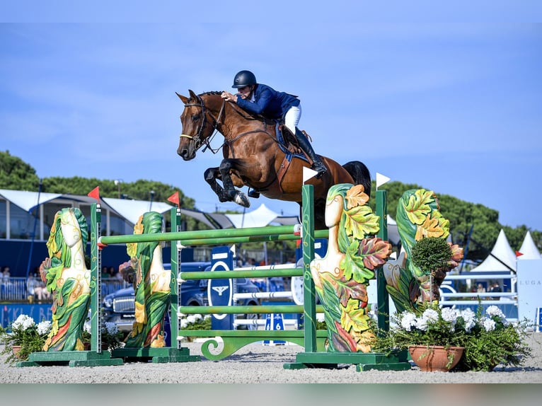 Zangersheider Stallion Foal (04/2025) Brown in Beselare
