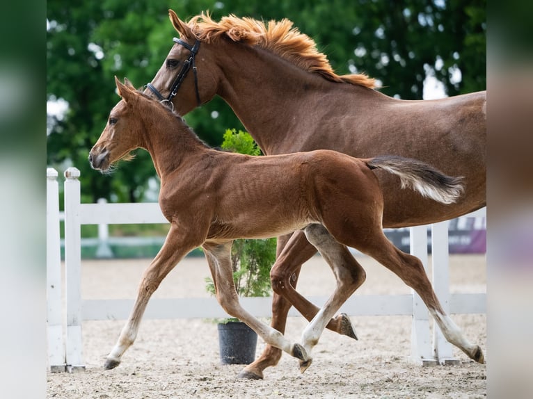 Zangersheider Stallion Foal (04/2026) Brown in Branica