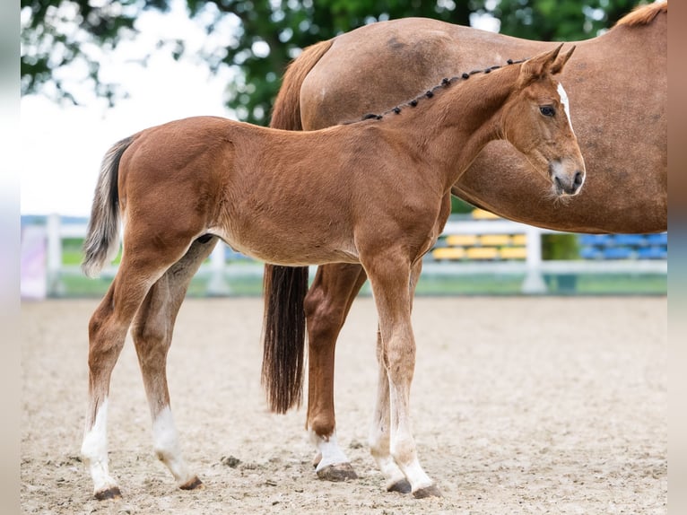 Zangersheider Stallion Foal (04/2026) Brown in Branica