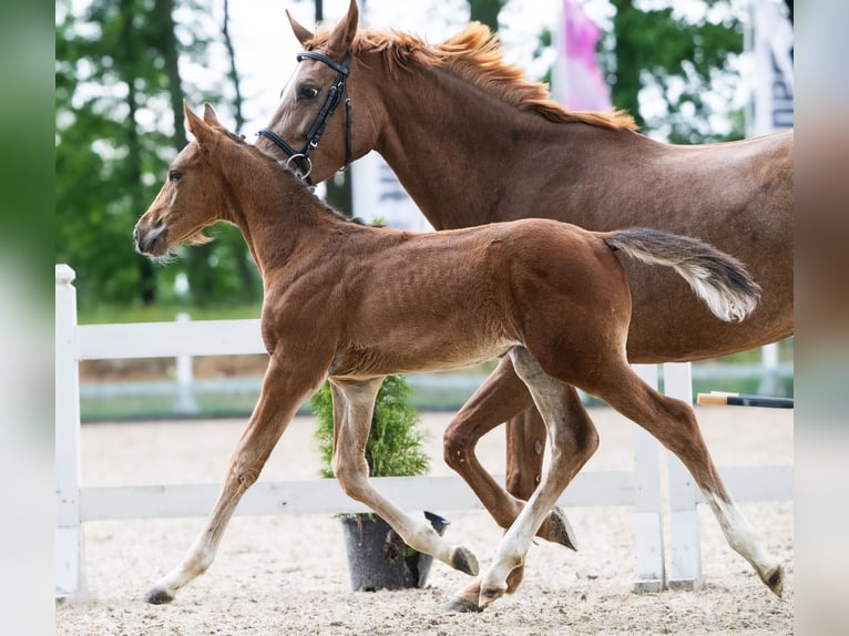Zangersheider Stallion Foal (04/2026) Brown in Branica