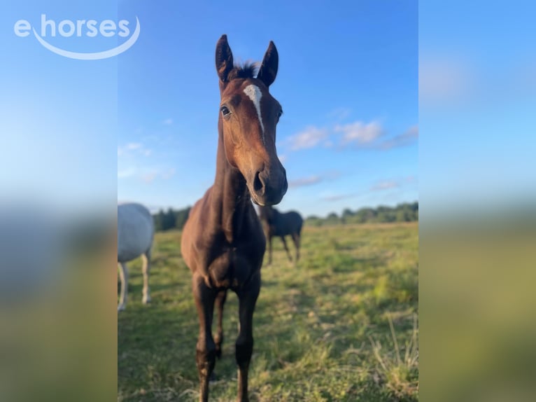 Zangersheider Stallion Foal (04/2026) Brown in Czaplinek