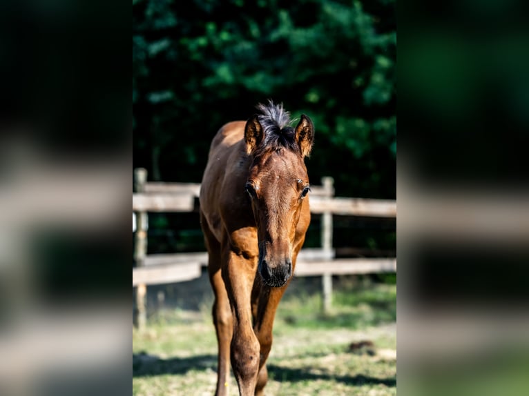 Zangersheider Stallion Foal (04/2026) Brown in Sadek