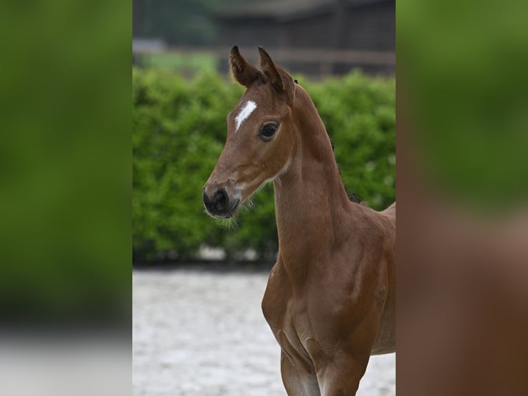 Zangersheider Stallion  Brown in Senden