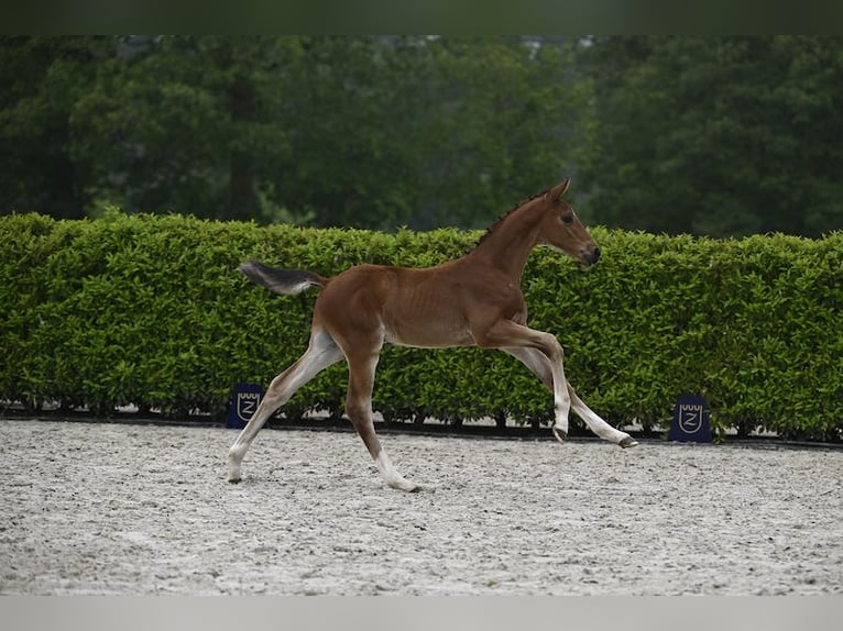 Zangersheider Stallion  Brown in Senden