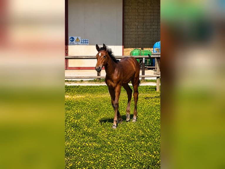 Zangersheider Stallion Foal (01/2026) Brown in Fiume Veneto