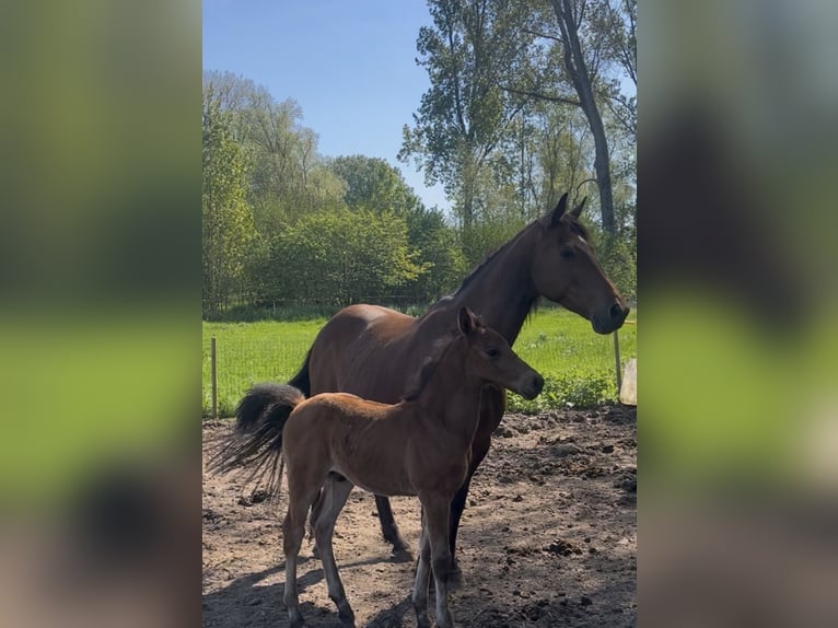 Zangersheider Stallion Foal (03/2026) Brown in Grote-Brogel