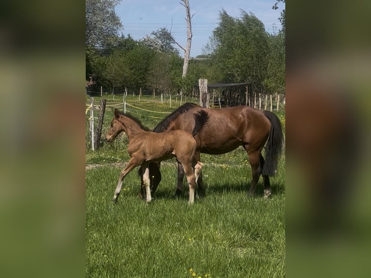 Zangersheider Stallion Foal (03/2026) Brown in Grote-Brogel