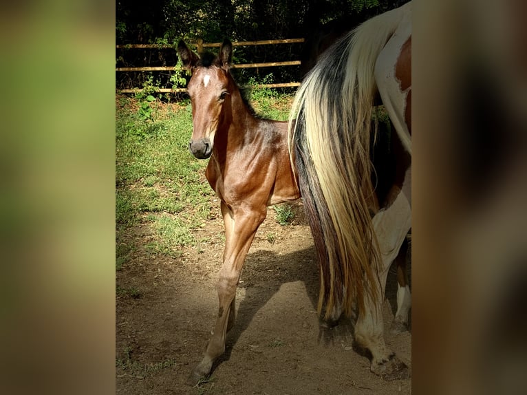 Zangersheider Stallion Foal (07/2024) Brown in GROTE-BROGEL