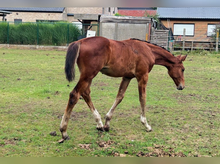 Zangersheider Stallion Foal (04/2025) Brown in GROTE-BROGEL